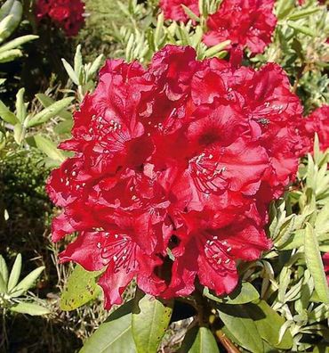 Inkarho - Großblumige Rhododendron Erato 50-60cm - Alpenrose