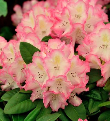 Inkarho - Großblumige Rhododendron Saskia 40-50cm - Alpenrose