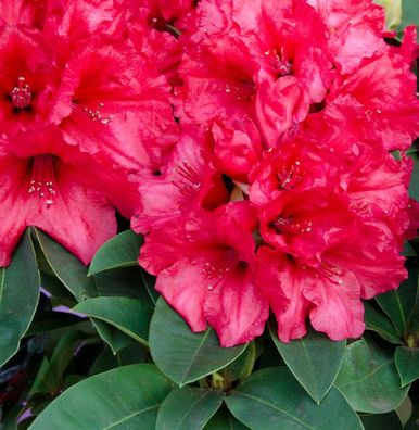 Inkarho - Großblumige Rhododendron Weinlese 70-80cm - Alpenrose