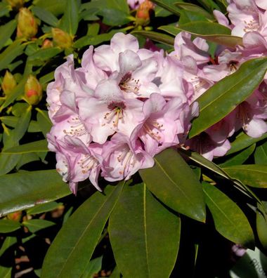 Inkarho - Rhododendron Dominik 25-30cm - Alpenrose