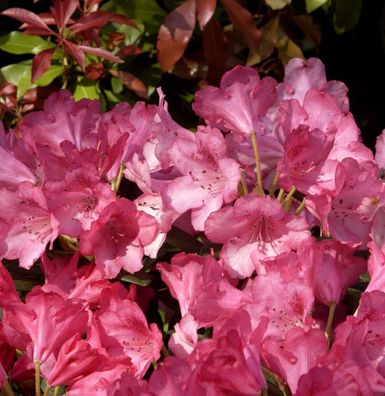 Inkarho - Rhododendron Kerstine 20-25cm - Alpenrose