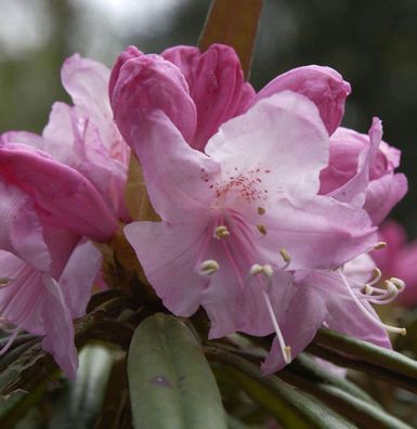 Rhododendron Madidi 25-30cm - Rhododendron makinoi
