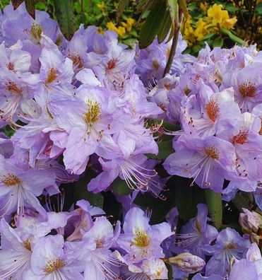 Augustines Rhododendron 40-50cm - Rhododendron augustinii