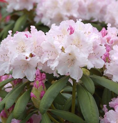 Rhododendron Schneewolke 30-40cm - Rhododendron Yakushimanum