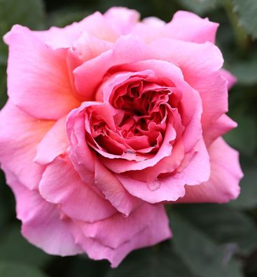 Englische Rose Princess Alexandra of Kent® 30-60cm