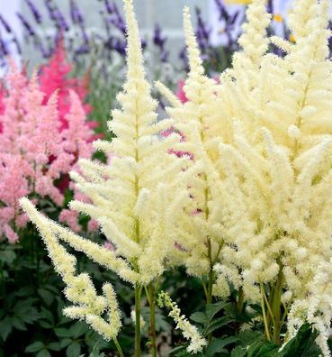 Prachtspiere Diamond and Pearls - Astilbe chinensis