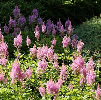 Prachtspiere Visions in Pink - großer Topf - Astilbe arendsii