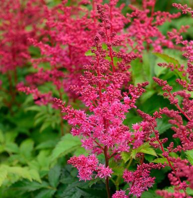 Prachtspiere Visions in Red - Astilbe arendsii
