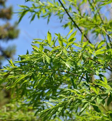 Japanische Drachenweide Golden Sunshine 30-40cm - Salix udensis
