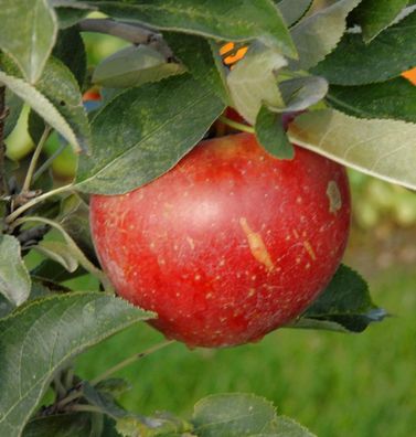 Apfelbaum Alkmene 60-80cm - fest und süß