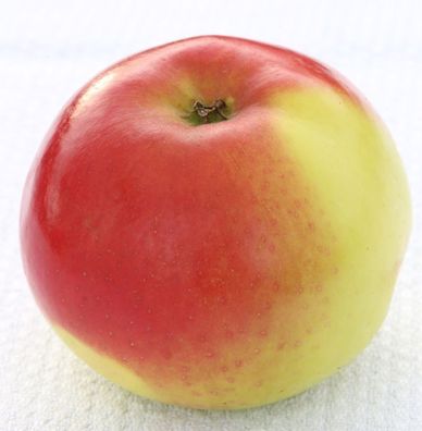 Apfelbaum Franksen Apfel 60-80cm - ein Herbstapfel