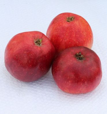 Apfelbaum Ostfriesischer Herbstcaivill 60-80cm - kleine Äpfel