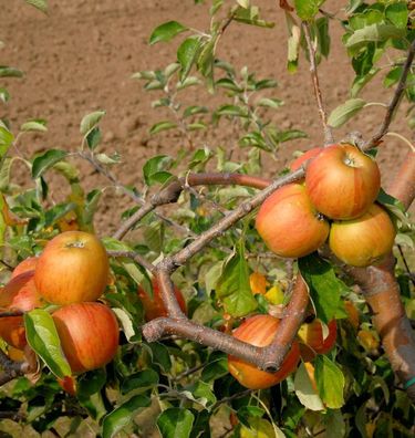 Apfelbaum Signe Tilisch 60-80cm - feinwürzig und mildsäuerlich
