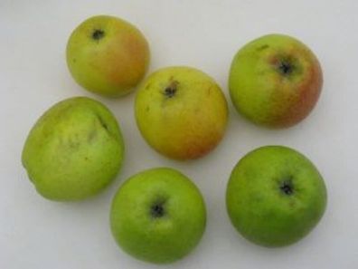 Apfelbaum Zuccalmaglio Renette 60-80cm - fest und edel