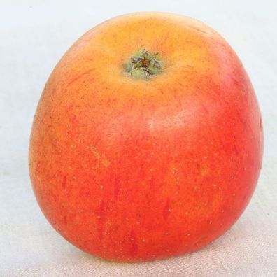 Apfelbaum Goldparmänel 60-80cm - edel und fest