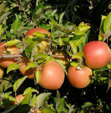 Apfelbaum Jonathan 60-80cm - feinwürzig und fest