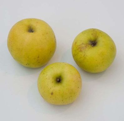 Apfelbaum Batull 60-80cm - robust und saftig