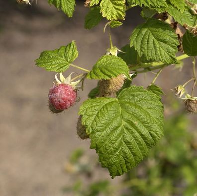 Himbeere Pokusa - Rubus idaeus