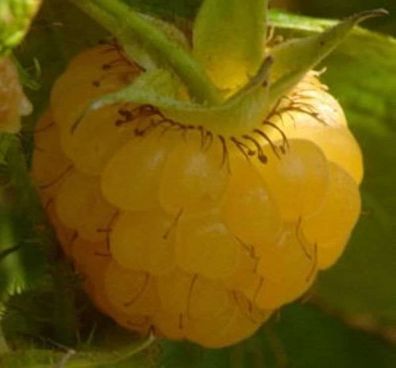 Himbeere Fallgold - Rubus idaeus