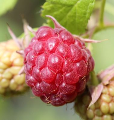 Himbeere Malling Promise - Rubus idaeus