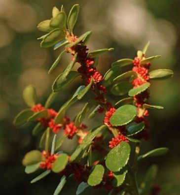 Azoren-Heidelbeere 30-40cm - Vaccinium cylindraceum