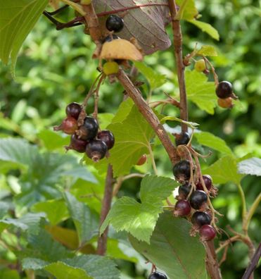 Hochstamm Schwarze Johannisbeere Titania 80-100cm - Ribes nigrum