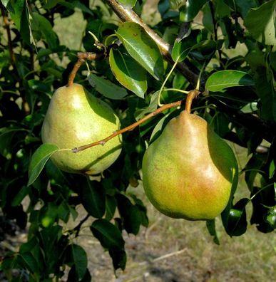 Birne Vereinsdechantbirne 60-80cm - saftige und süßesäuerliche Früchte