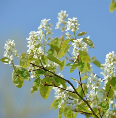 Erlenblättrige Felsenbirne Saskatoon Berry® 40-60cm - Amelanchier alnifolia
