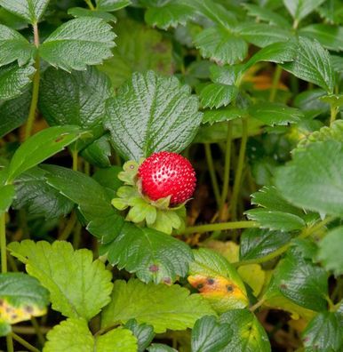 Teppich Erdbeere - Fragaria chiloensis