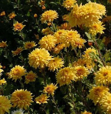 Winteraster Friederike - Chrysanthemum hortorum