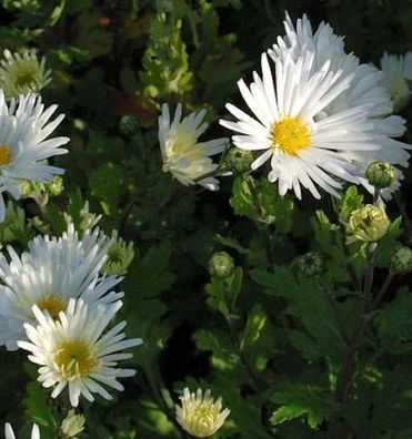 Winteraster Schneesturm - Chrysanthemum hortorum