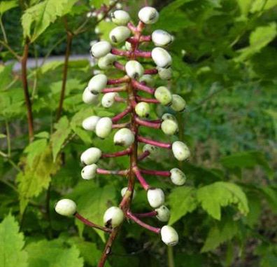 Christophskraut weiße Beeren - Actaea pachypoda