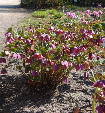 Christrose Lenzrose - Helleborus orientalis