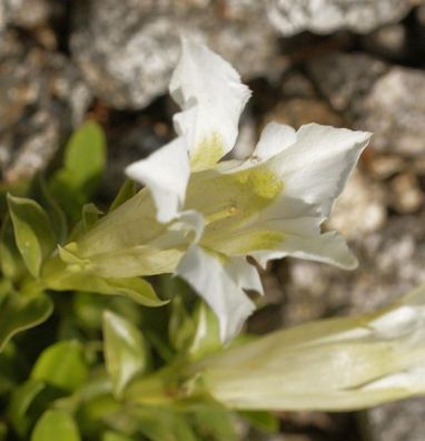 Schwalbenwurz Enzian Alba - Gentiana asclepiadea