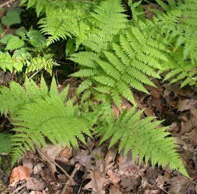 Wald Frauenfarn - Athyrium filix femina