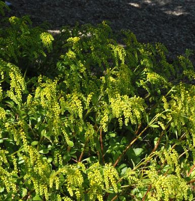 Goldtröpfchen - Chiastophyllum oppostifolium