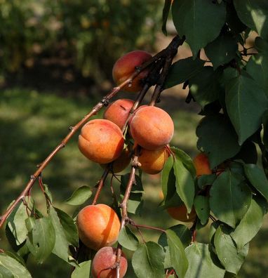 Aprikose Harcot 60-80cm - Prunus armeniaca