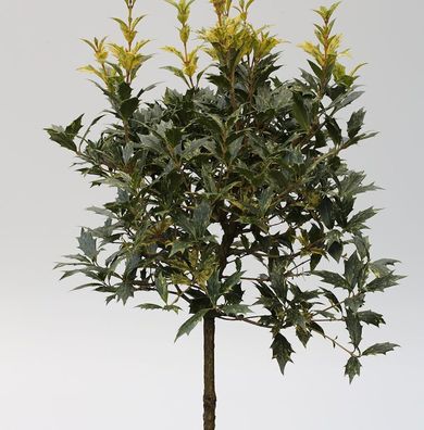 Hochstamm Herbstduftblüte Goshiki 60-80cm - Osmanthus heterophyllus