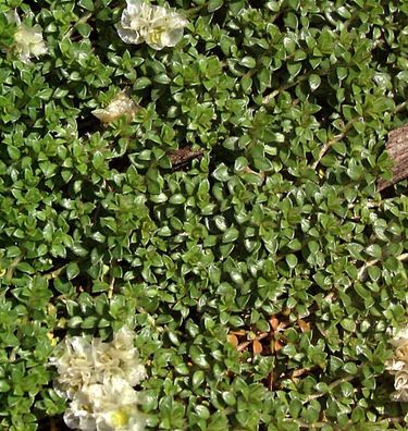 Kahles Bruchkraut Serpyllifolia - Herniaria glabra