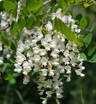 Gewöhnliche Robinie 100-125cm - Robinia pseudoacacia