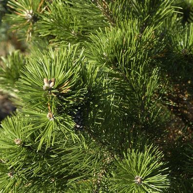 Bonsai Strauchkiefer Gnom 60-70cm - Pinus mugo