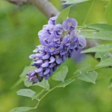 Amerikanischer Blauregen Rosea Longwood Purple 60-80cm - Wisteria frutescens