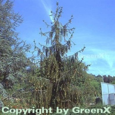 Schlangenfichte 70-80cm - Picea abies