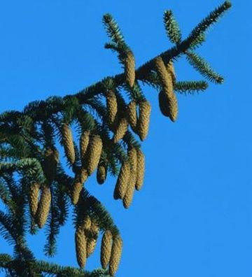 Stechfichte 60-80cm - Picea pungens