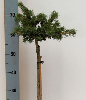 Hochstamm Zapfenfichte Lucky Strike 40-60cm - Picea pungens