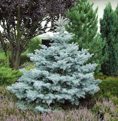 Ediths Blaufichte 60-70cm - Picea pungens