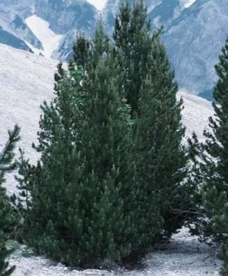 Bergkiefer Green Column 30-40cm - Pinus mugo