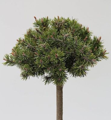 Hochstamm Zwerg Bergkiefer Benjamin 40-60cm - Pinus mugo