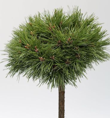 Hochstamm Kompakte Kugelkiefer Varella 40-60cm - Pinus mugo Varella