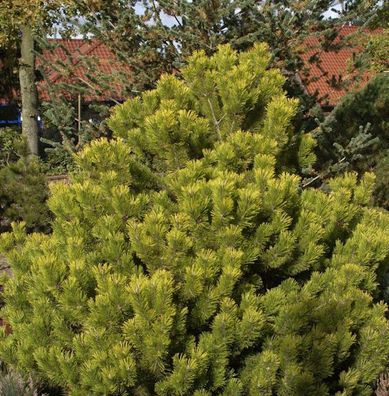 Berg Kiefer Winter Gold 30-40cm - Pinus mugo Winter Gold